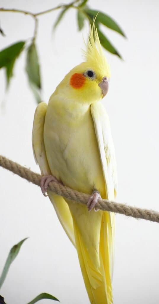 best pet birds for beginners