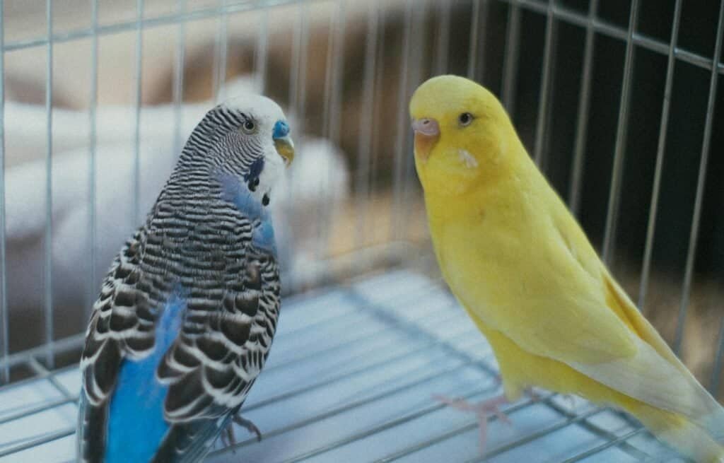 best pet birds for beginners