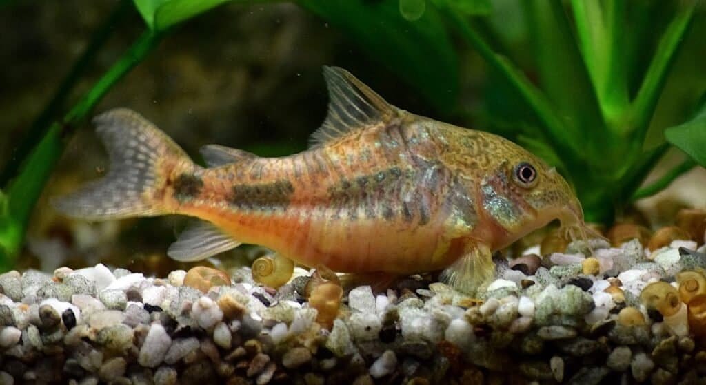 Corydoras Catfish