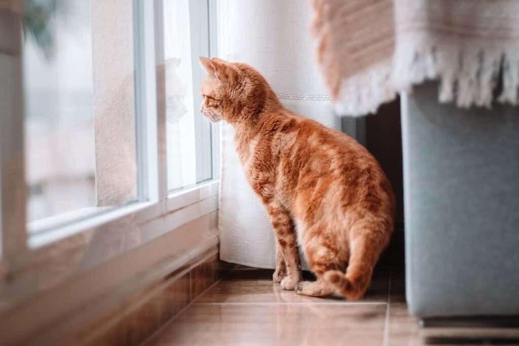 keeping your indoor cat entertained