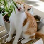 pet proofing, pet friendly plants