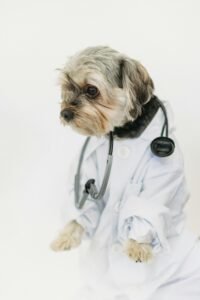 dog vet