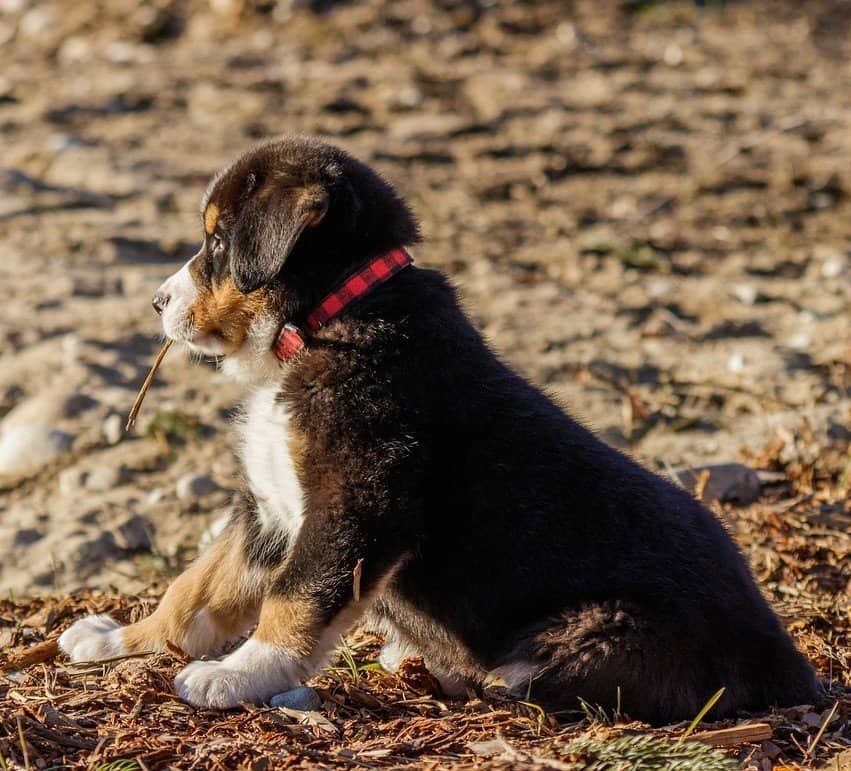 training a new puppy