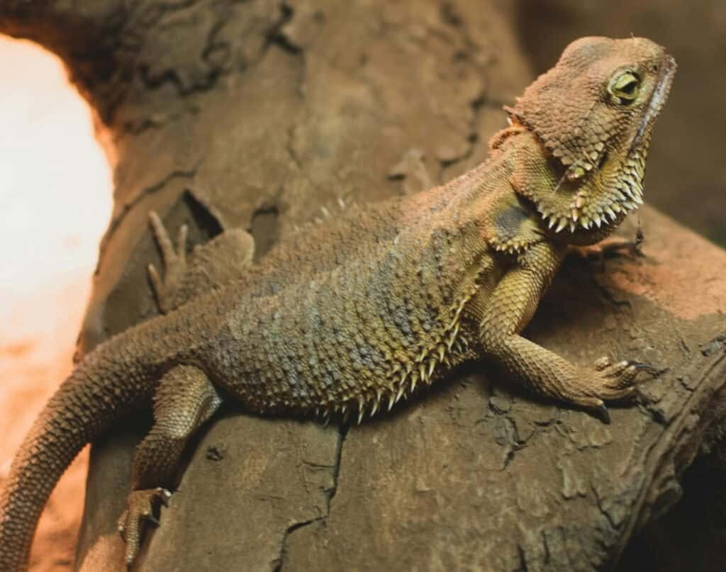 Bearded Dragon