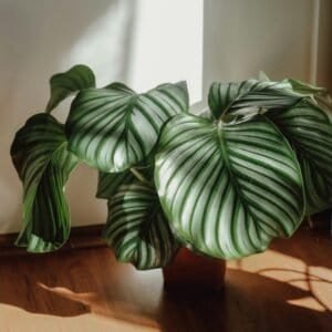 pet friendly plants