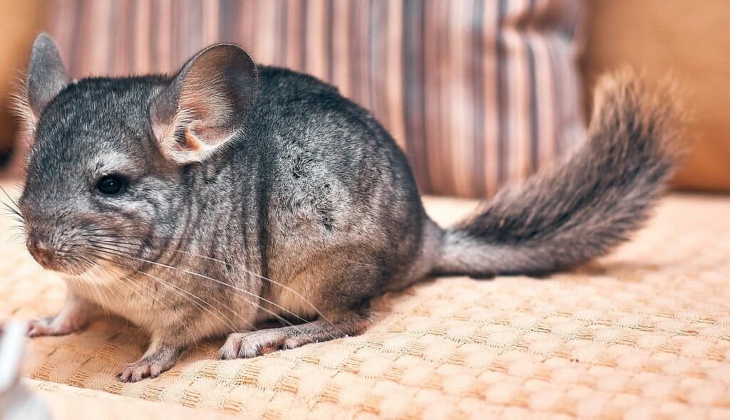 Chinchilla