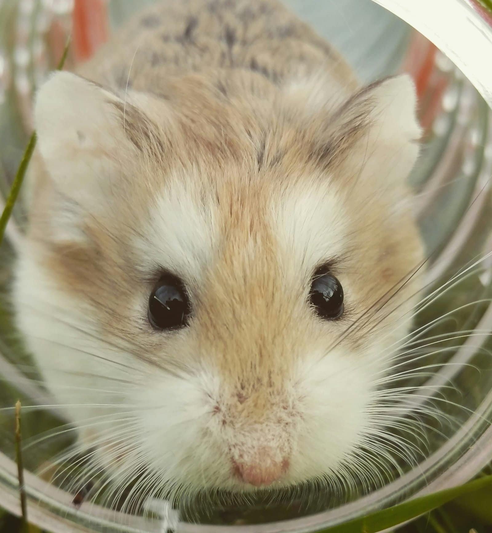 pet gerbils