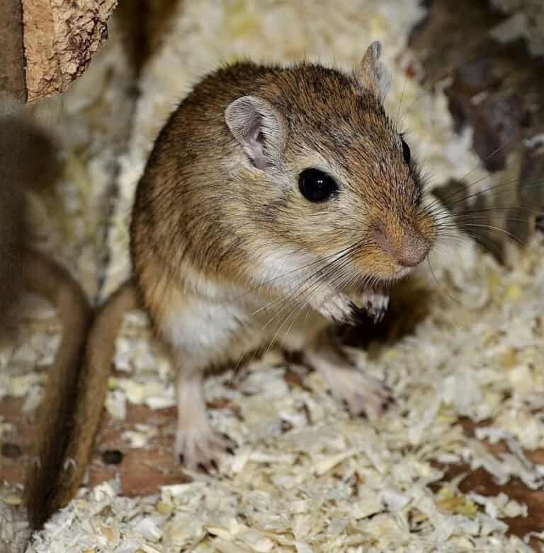 pet gerbils