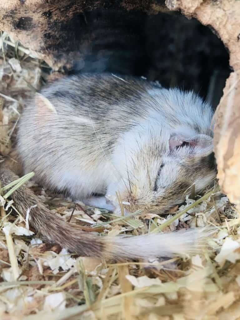 pet gerbils
