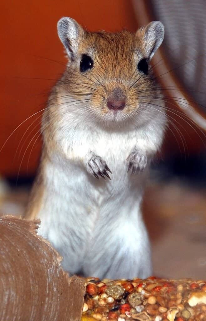 pet gerbils
