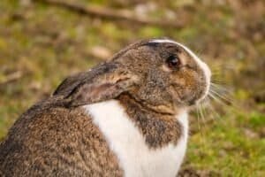 pros and cons of a pet rabbit