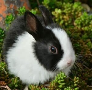 pros and cons of a pet rabbit