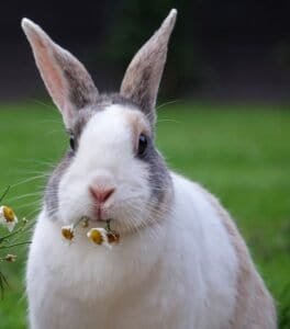 pros and cons of having a pet rabbit