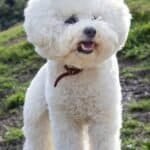 Top 15 dog breeds for first time dog owners 