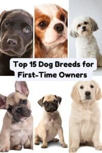 Top 15 Dog Breeds for First-Time Owners