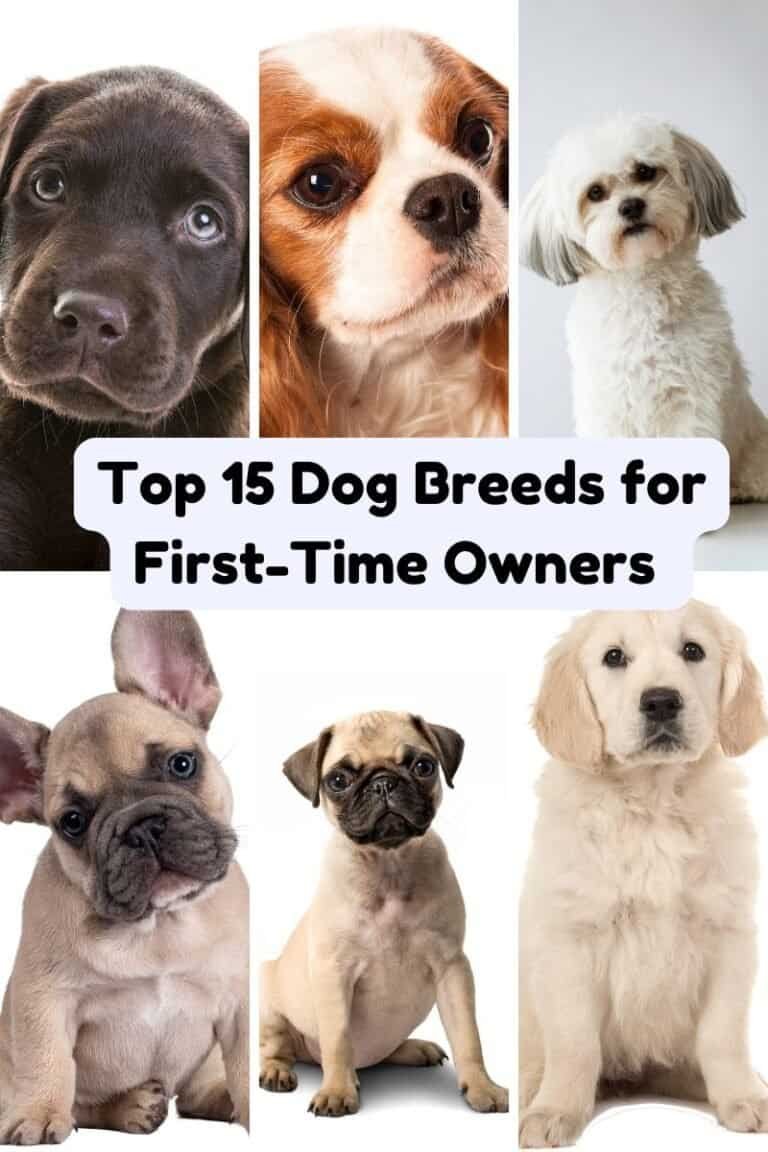 Top 15 Dog Breeds for First-Time Owners