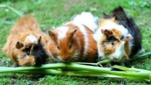 do guinea pigs make good pets