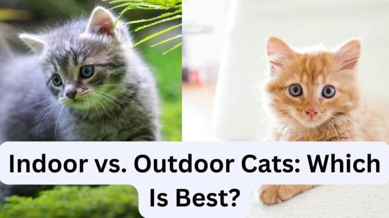 Indoor vs. Outdoor Cats