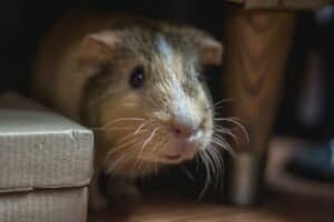 do guinea pigs make good pets