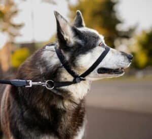 dog head collar