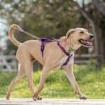 choose the right dog harness or collar