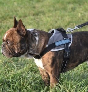 choose the right dog harness or collar