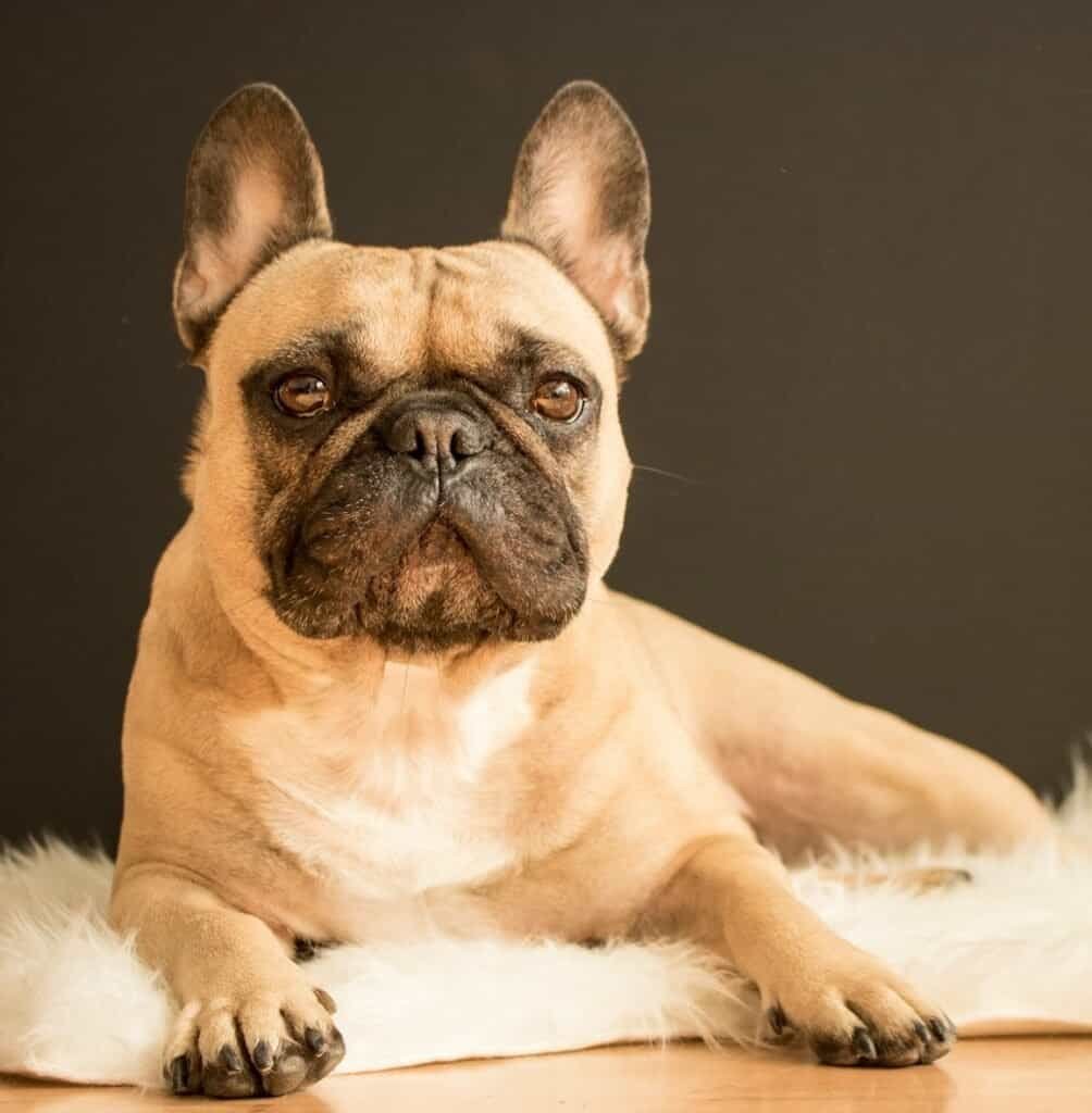 Top 15 dog breeds for first time dog owners