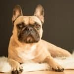 Top 15 dog breeds for first time dog owners 