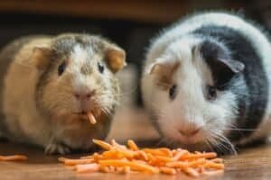 do guinea pigs make good pets