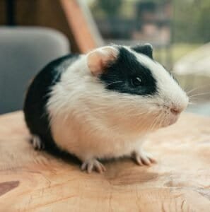 do guinea pigs make good pets