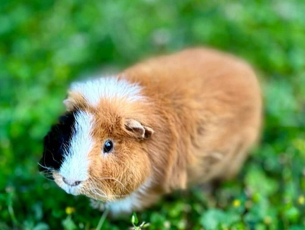 guinea pig