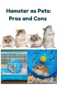 hamster as pets pros and cons