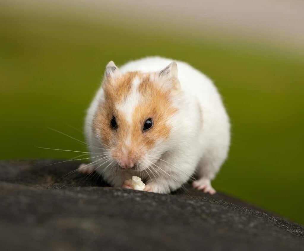 hamster