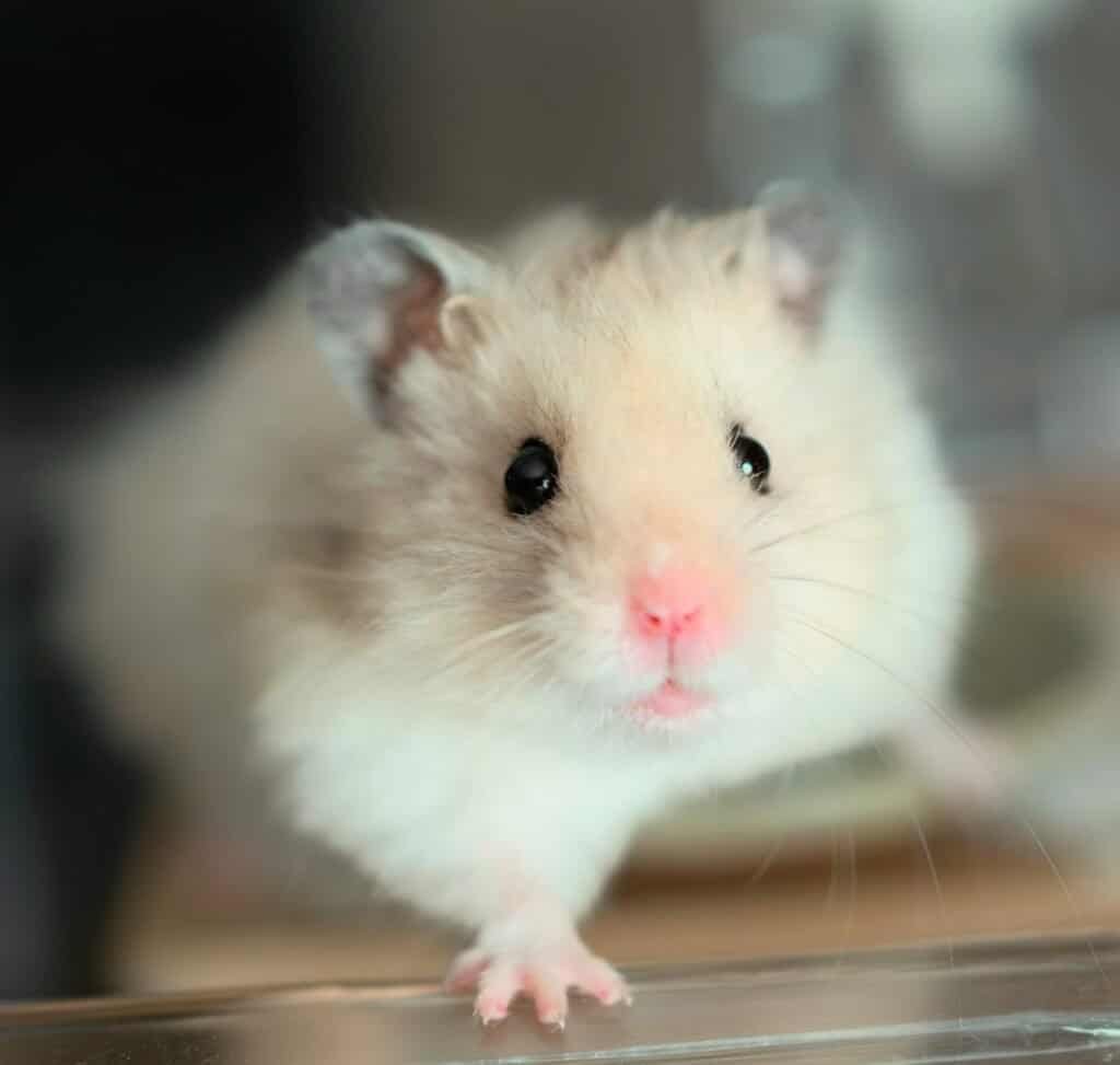 hamster