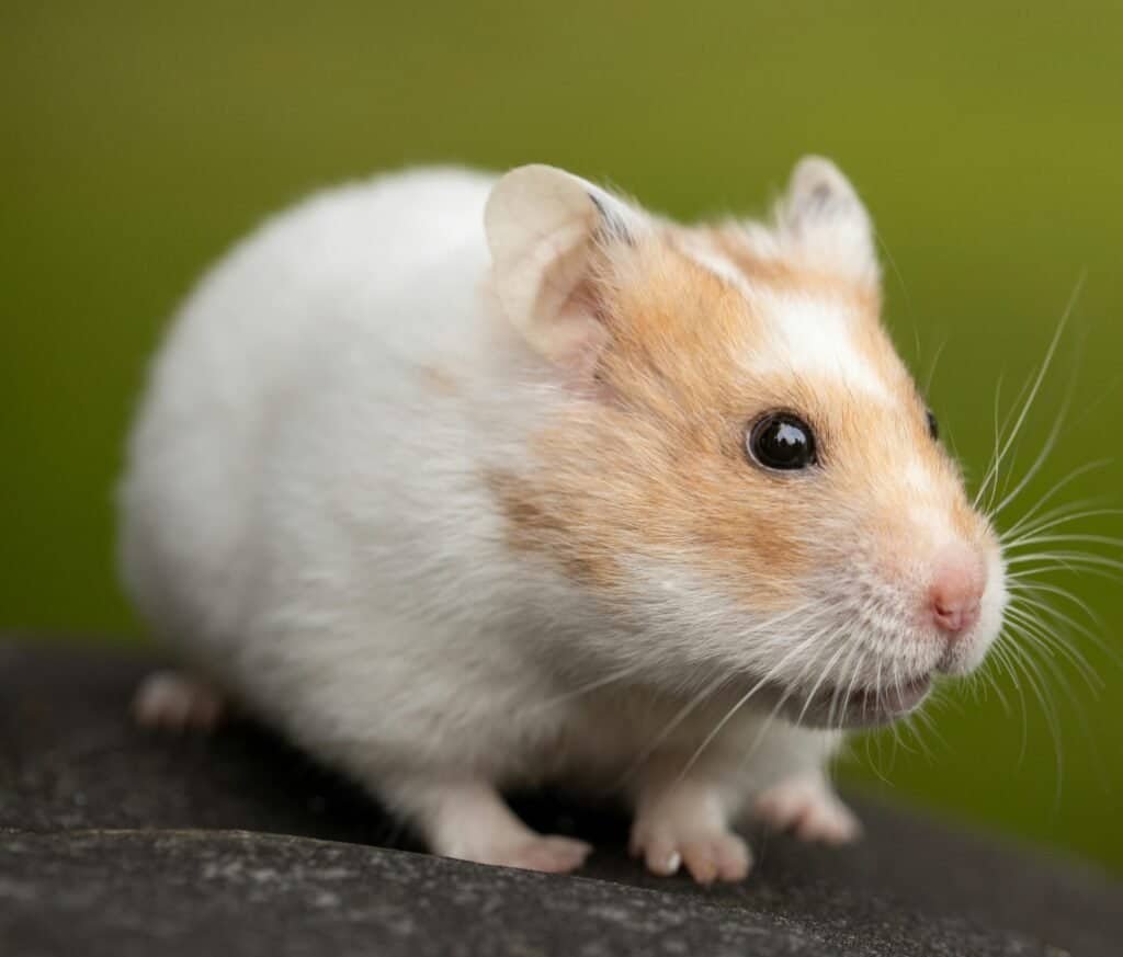 hamster