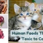 common human foods that are toxic to cats