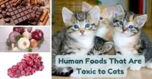 common human foods that are toxic to cats