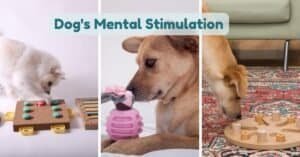 dog's mental stimulation