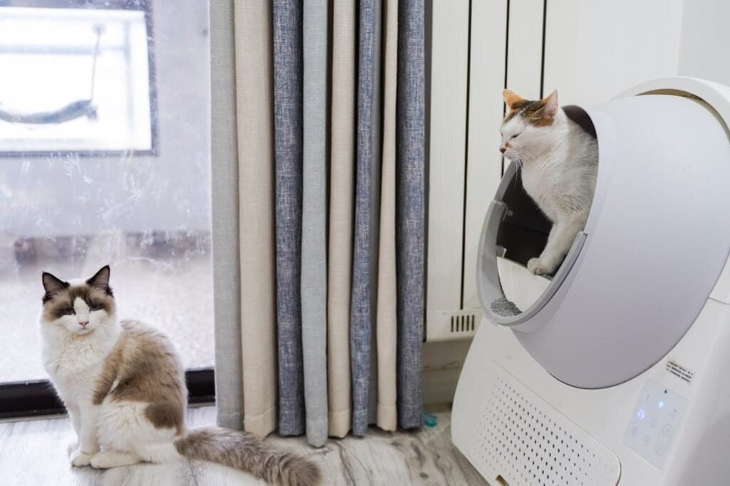 how to Choose the Right Litter Box for Your Cat