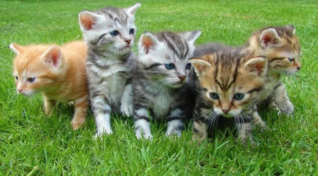 kittens, elevated cat bowls