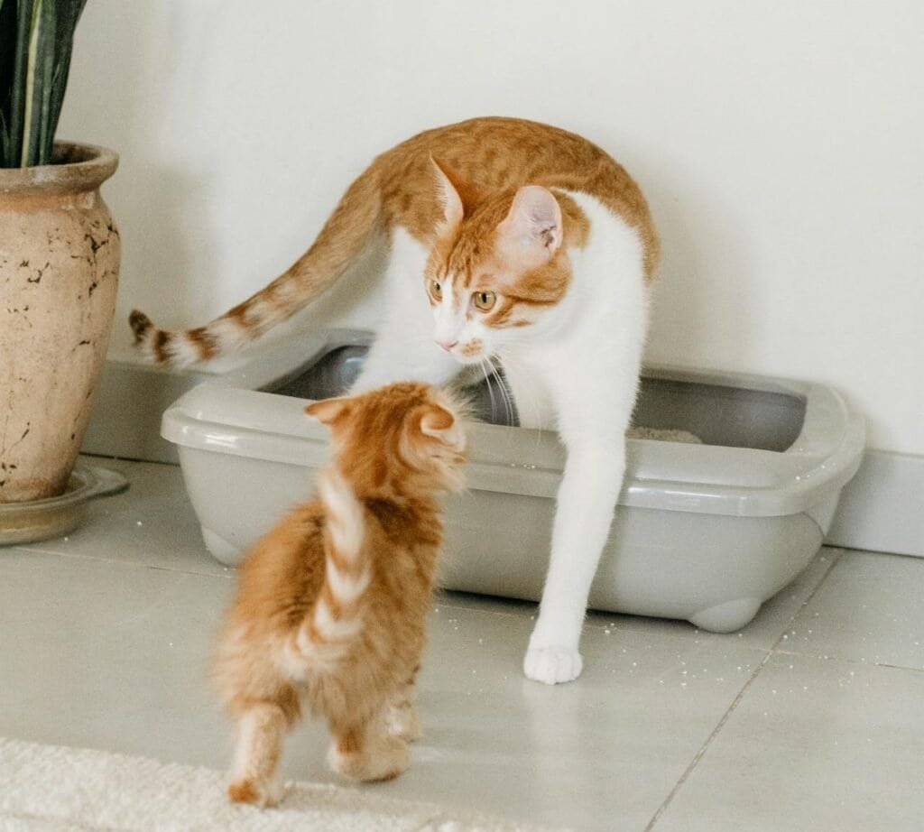 Choose the Right Litter Box for Your Ca