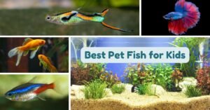 best pet fish for kids