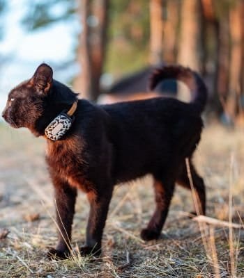 cat gps tag