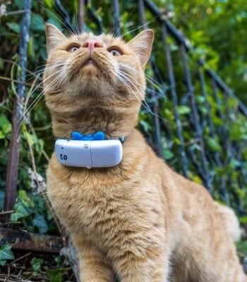 GPS Tags for Cats: Keep Your Feline Safe