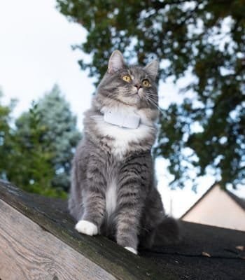 GPS Tags for Cats: Keep Your Feline Safe