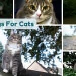GPS Tags for Cats: Keep Your Feline Safe