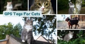 GPS Tags for Cats: Keep Your Feline Safe