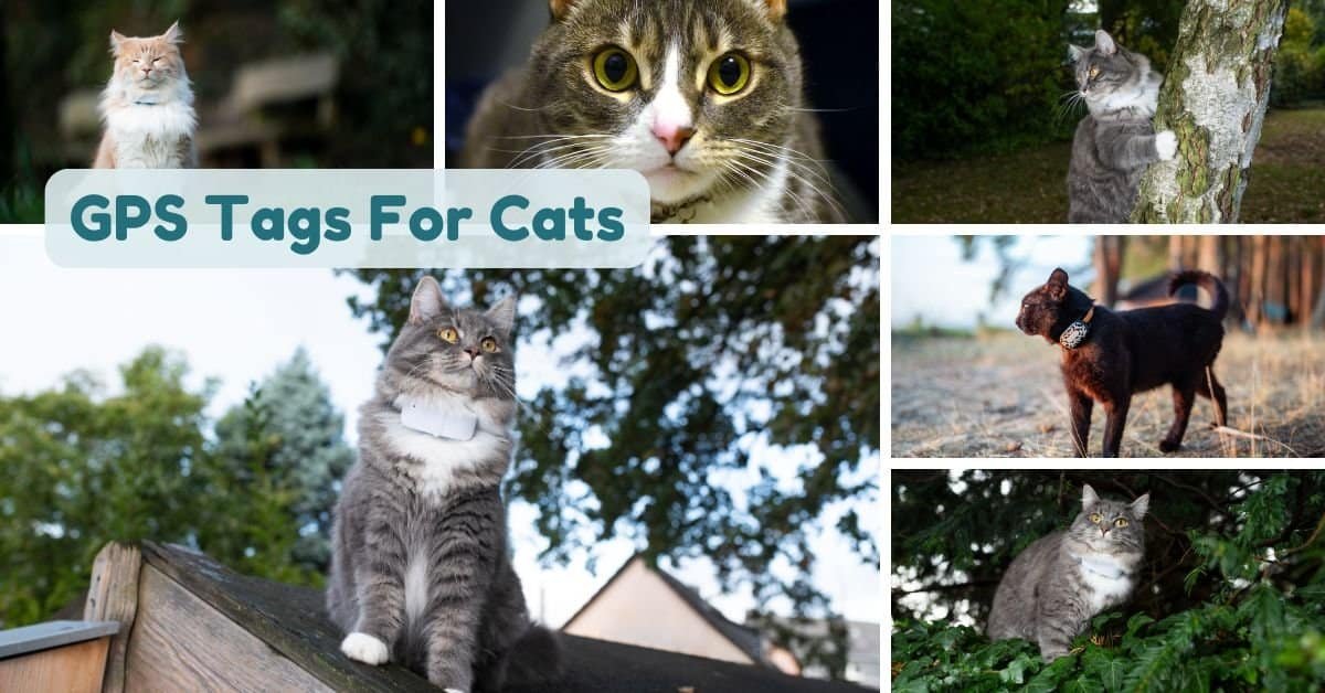 GPS Tags for Cats: Keep Your Feline Safe