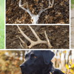 Training Your Dog to Shed Hunt