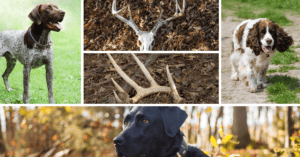 Training Your Dog to Shed Hunt